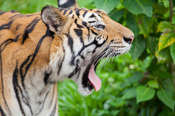 Closeup tiger in the zoo at Thailand