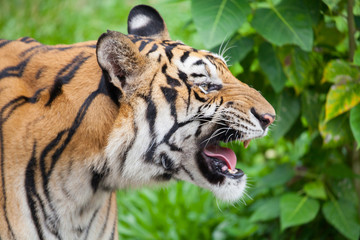 Closeup tiger in the zoo at Thailand