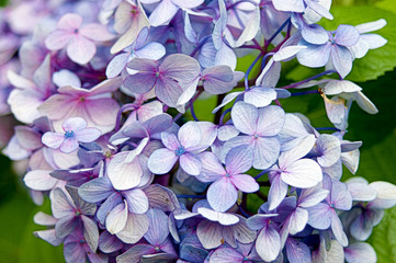 紫陽花
