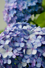紫陽花
