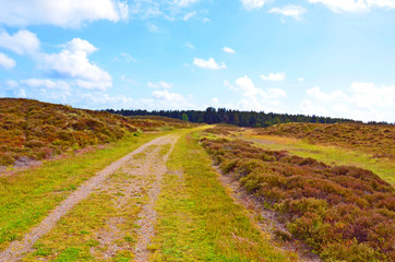 Fototapeta premium Weg durch Heidelandschaft, Nordseeinsel Rømø, Dänemark
