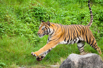 Closeup tiger in the zoo at Thailand