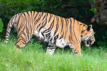 Fototapeta na wymiar Closeup tiger in the zoo at Thailand