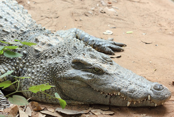 Obraz premium Crocodile in zoo, Crocodile in Thailand