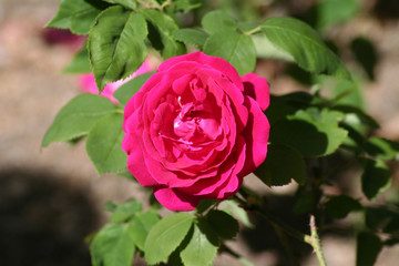 Rosa General Jacquenimot