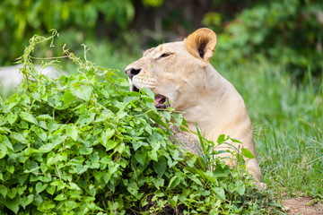 The portrait of White lion in Thailand zoo