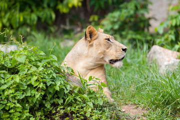 The portrait of White lion in Thailand zoo