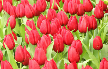 colorful tulips, tulips in garden