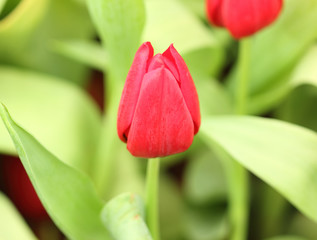 colorful tulips, tulips in garden