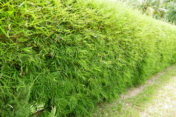 bamboo tree in the garden