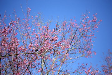 pink cherry blossom flowers in garden at chiang mai, thailand