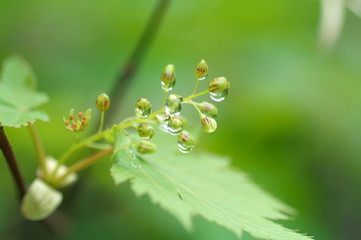 楓の花に付いた水滴