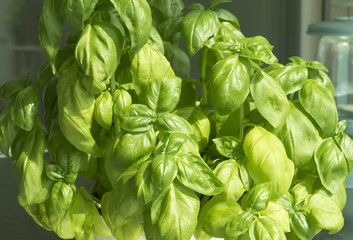 Basil Texture