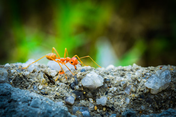 weaver ants