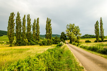 Sommer Landschaft mit Zypressen in Frankreich 