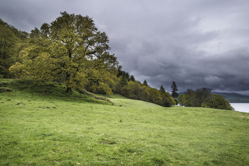 Stormy sky over trees in landscape in Lake DAISTRICT