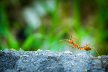 weaver ants