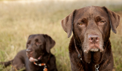 labradors