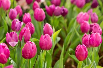 colorful tulips flower blooming in floral garden