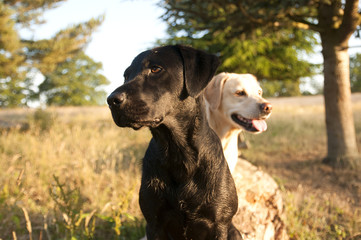 labradors