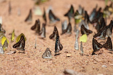 Group of  butterfly on the ground