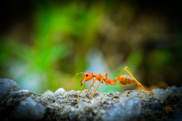 weaver ants