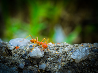 weaver ants