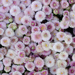 aster flower background