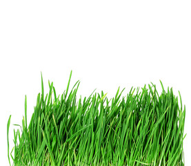 Fototapeta premium Green grass