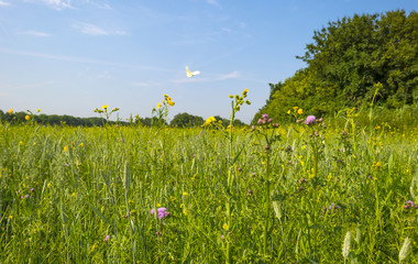 Wild flowers growing on a field in summer