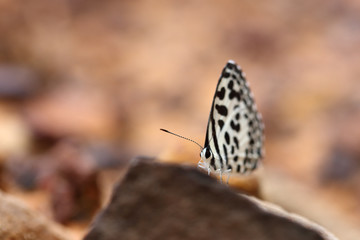 Common Pierrot (Castalius rosimon) butterfly