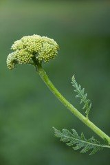 Blütenknospen der Goldgarbe / Flower buds of the Fernleaf