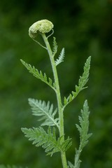 Blütenknospen der Goldgarbe / Flower buds of the Fernleaf
