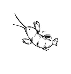 sketchy shrimp