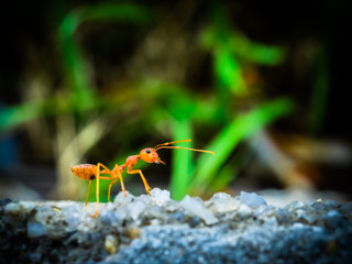 weaver ants