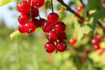 Красная смородина