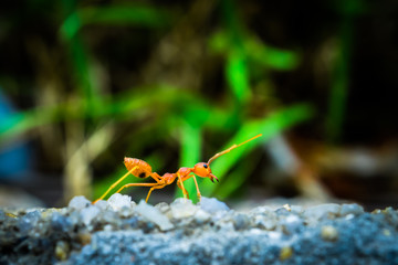 weaver ants