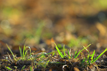 background seasons leaves and grass