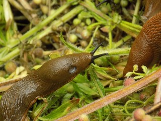 Snail