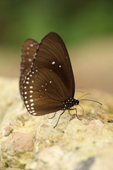 Common Indian Crow butterfly (Euploea core Lucus)