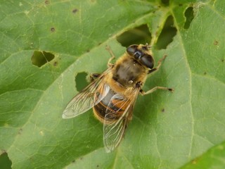 Fly on leaf