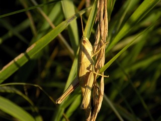 Grasshopper