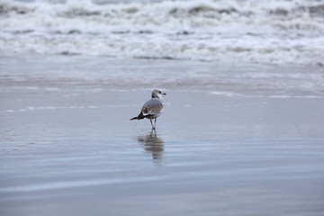 storm at sea gull on the coast