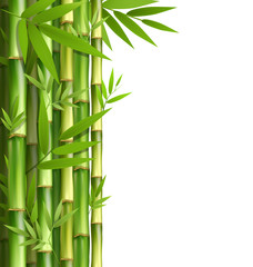 Obraz na płótnie Canvas Green bamboo grove isolated on white background
