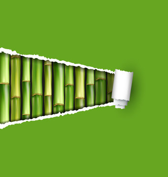 Green bamboo grove with ripped paper frame isolated on white bac