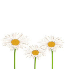 Fototapeta premium Three chamomiles isolated on white. Floral nature flower backgro