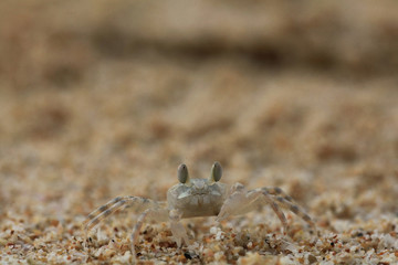 crab on sand beach coast