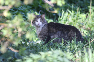 Obraz premium wild cat resting lazily