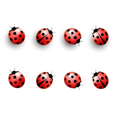 Four lady bugs with shadows and isolated on white background
