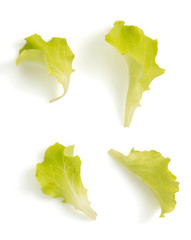 salad leaf isolated on white